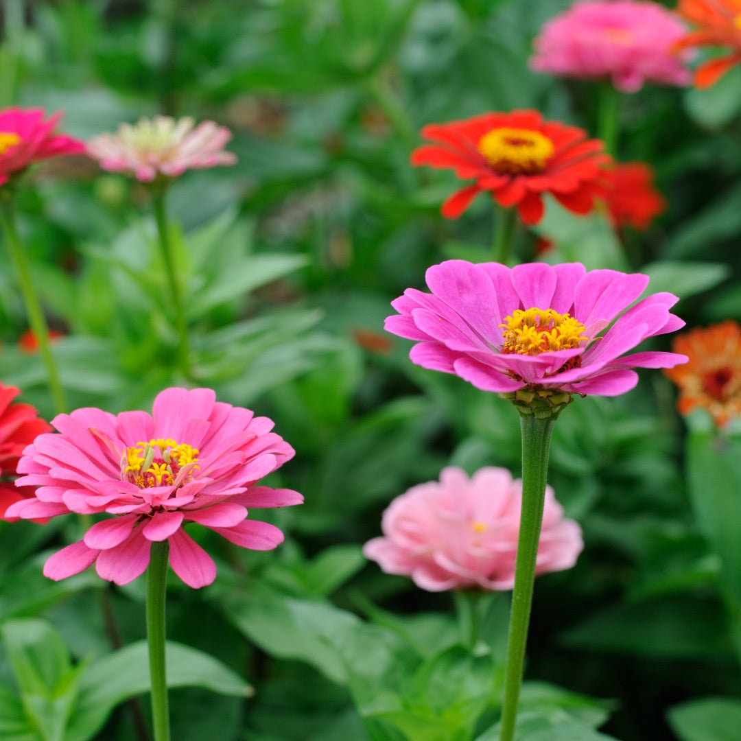 Tips on Growing Zinnias