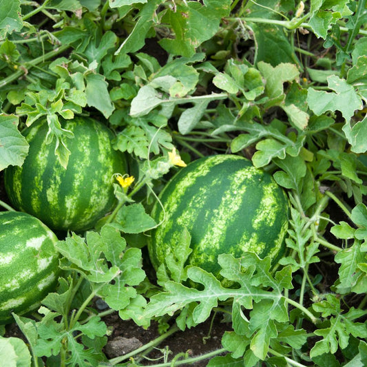 Planting and Caring for Watermelon Plants: A Comprehensive Guide