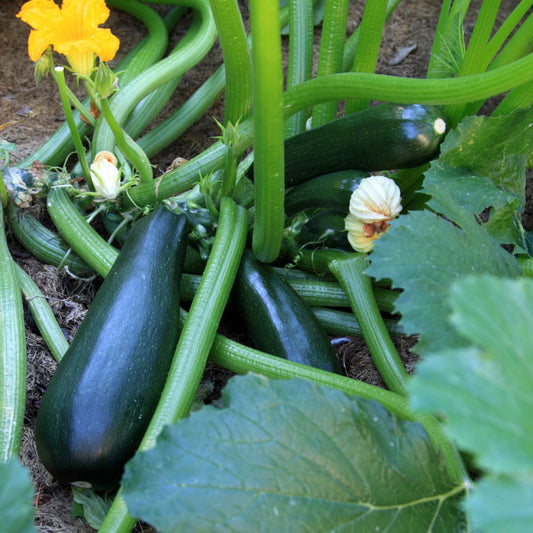 How to Make Money Selling Zucchini
