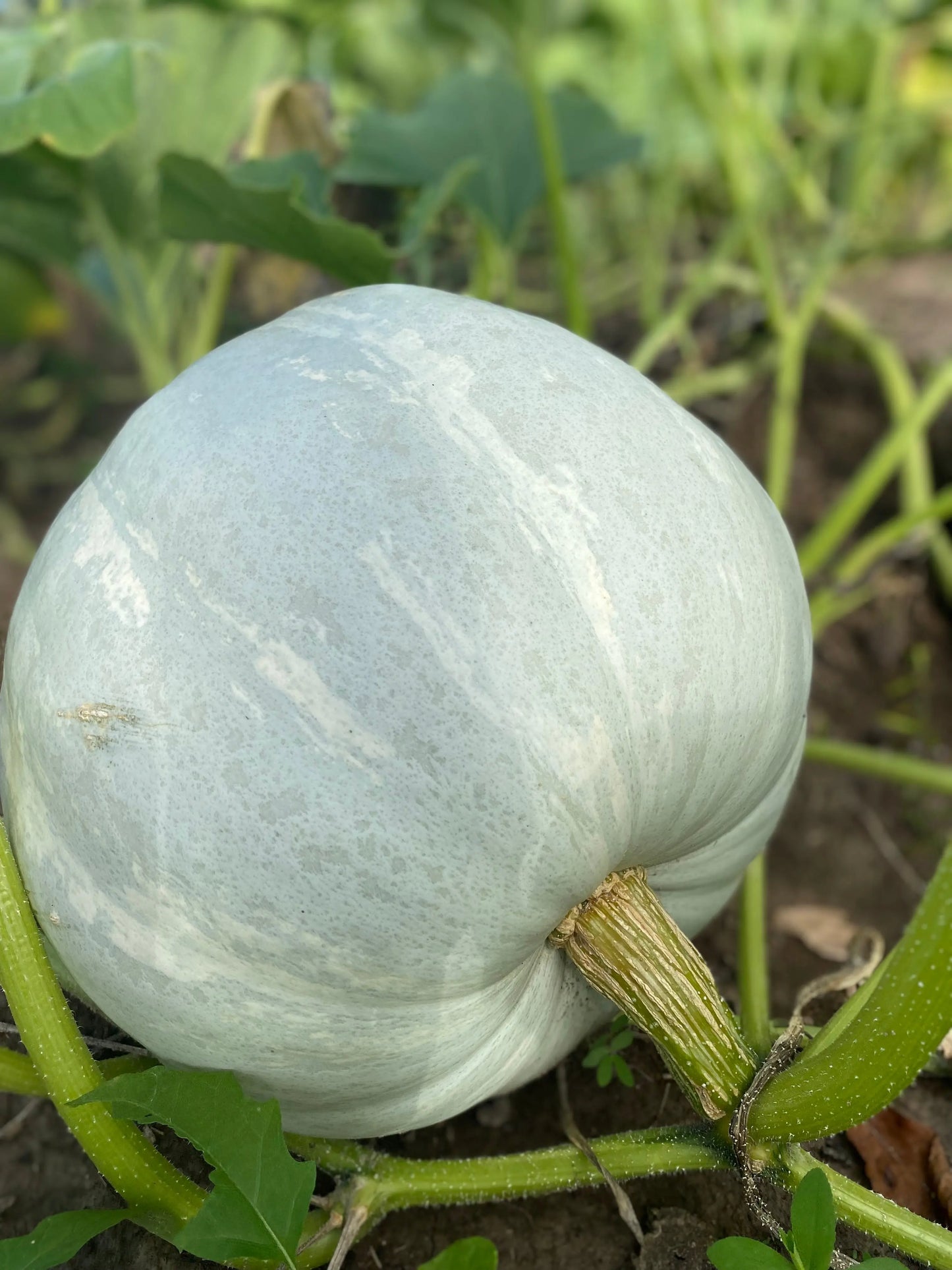 Heirloom Pumpkin Seeds