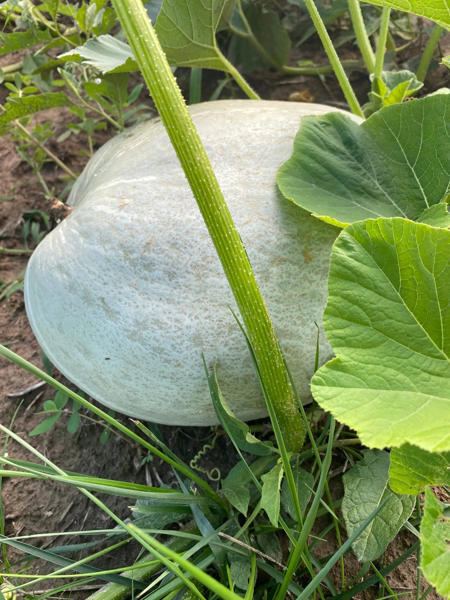 Heirloom Pumpkin Seeds