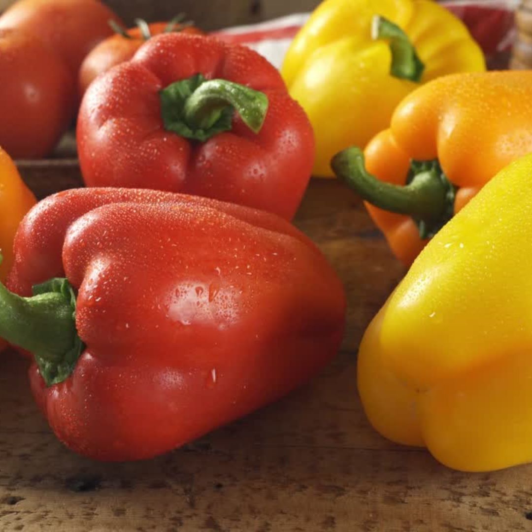 Bell Pepper Starter Plants