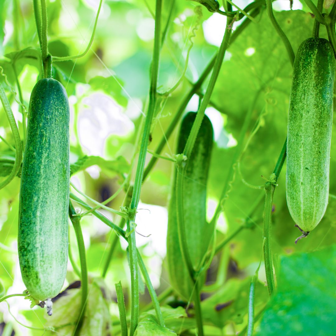 Straight Eight Cucumber Plant Starter
