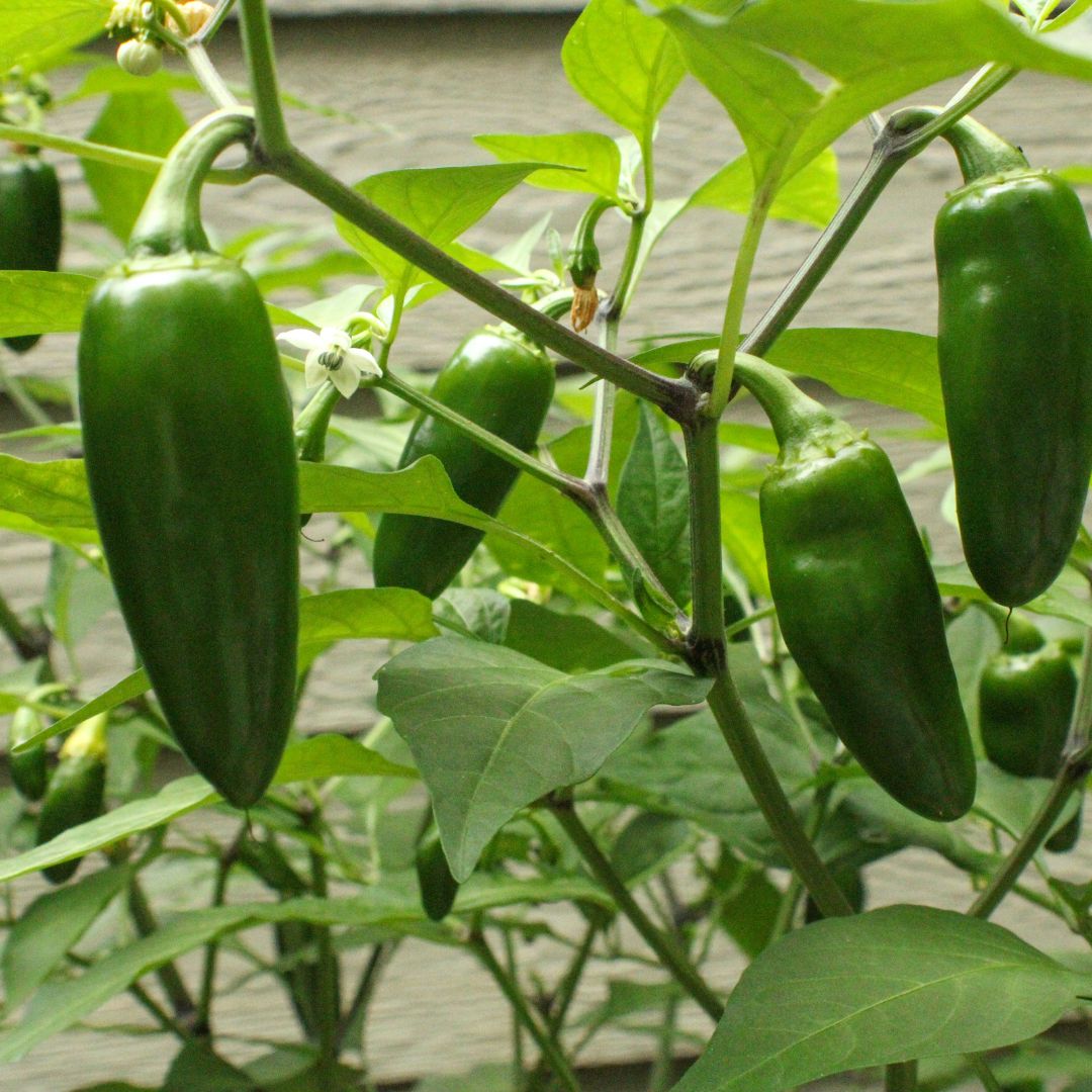Jalapeno Starter Plants