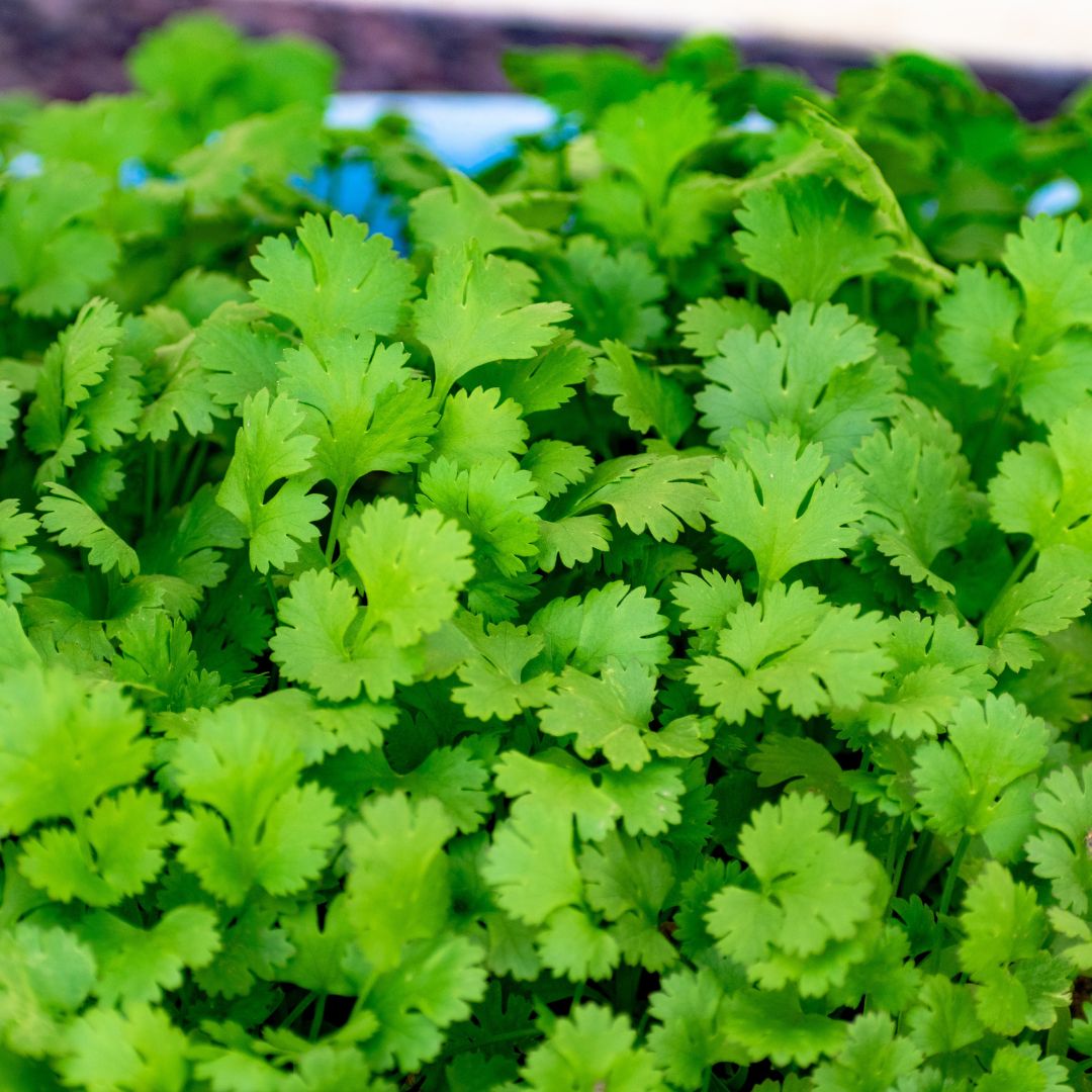 Cilantro Starter Plants