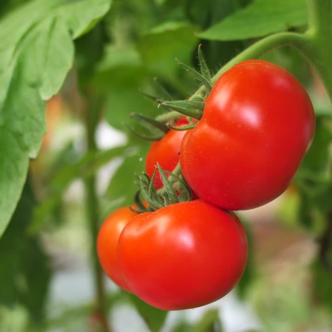 Tomato Starter Plants