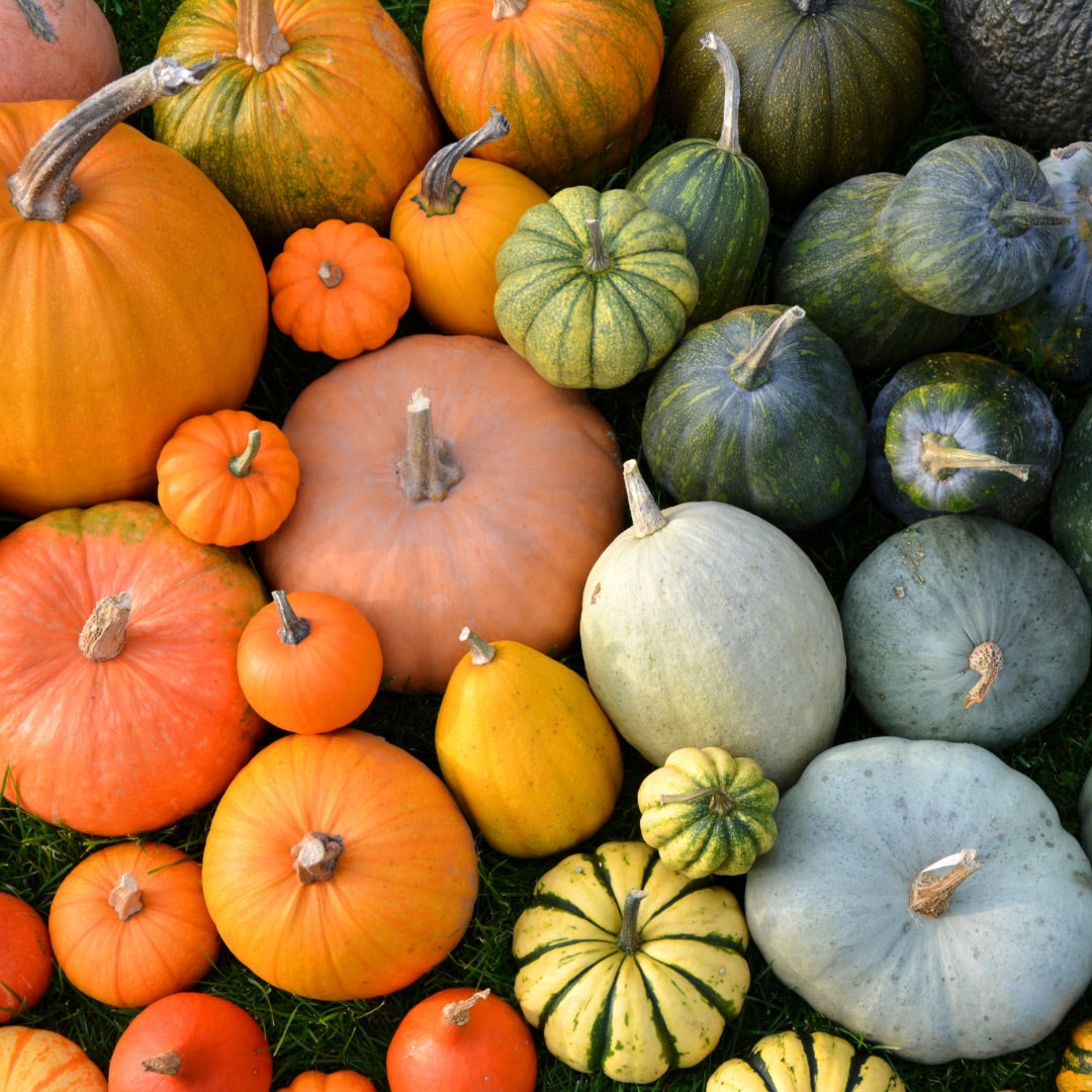 How to Make Money Selling Pumpkins: A Comprehensive Guide