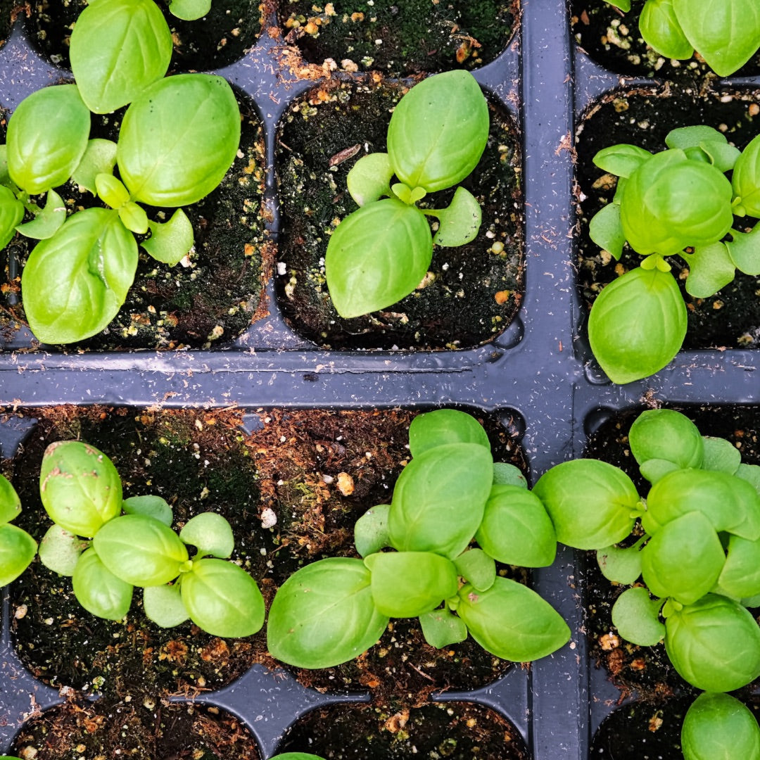 Starting Seeds