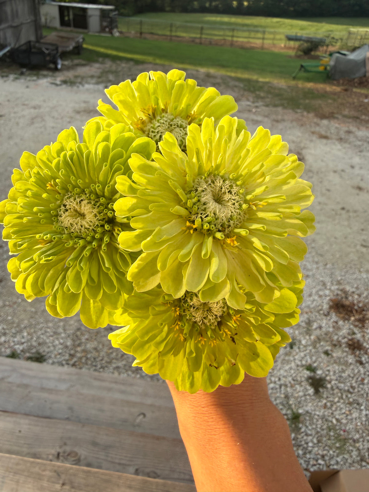 Zinnia Flower Seeds | Easy-Grow Cut Flowers | The Currie Roots