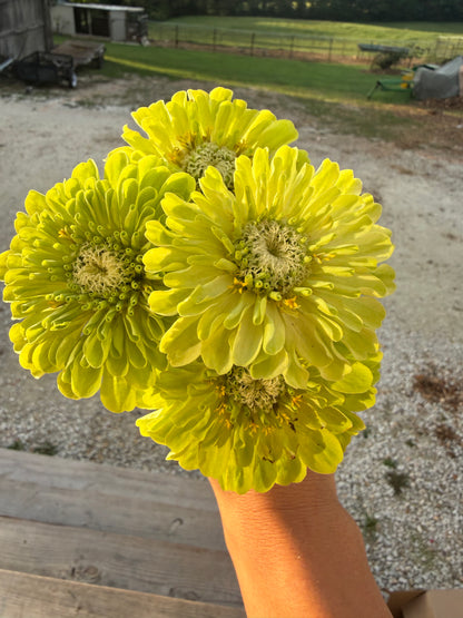 Zinnia Flower Seeds | Easy-Grow Cut Flowers | The Currie Roots