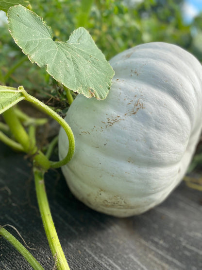 Heirloom Pumpkin Seeds
