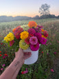 Zinnia Flower Seeds | Easy-Grow Cut Flowers | The Currie Roots