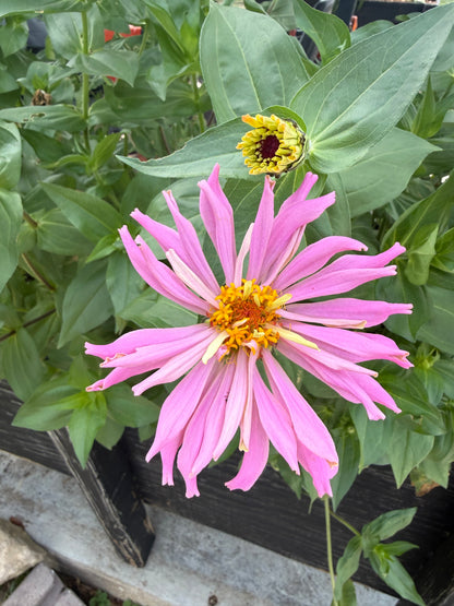 Zinnia Flower Seeds | Easy-Grow Cut Flowers | The Currie Roots