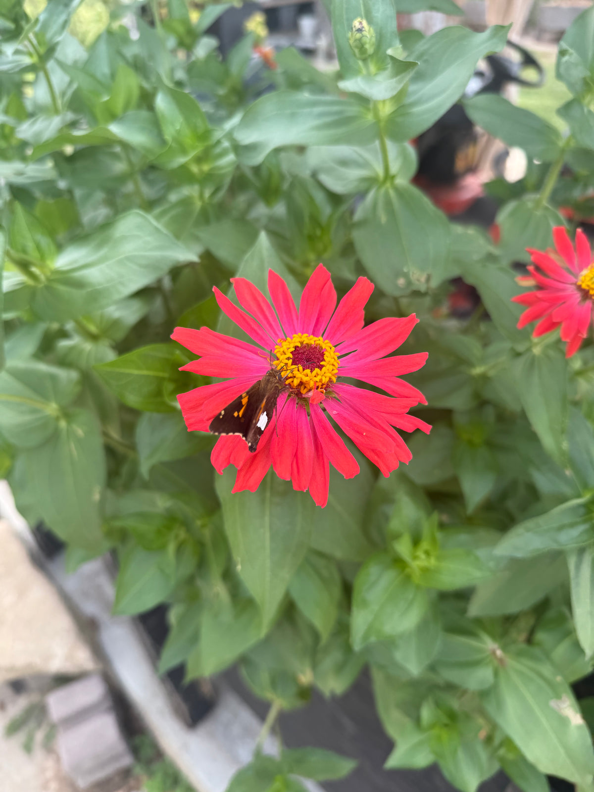 Zinnia Flower Seeds | Easy-Grow Cut Flowers | The Currie Roots