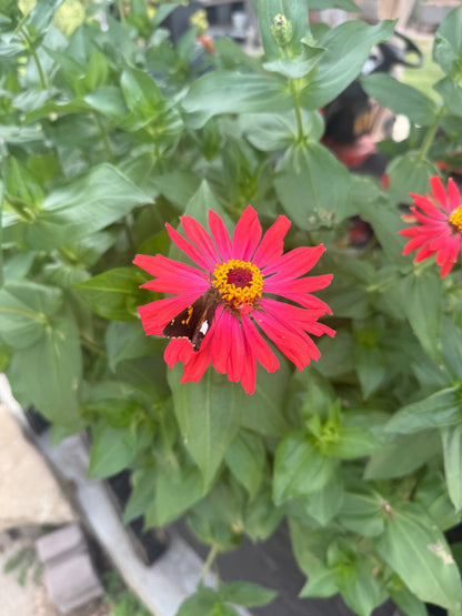 Zinnia Flower Seeds | Easy-Grow Cut Flowers | The Currie Roots
