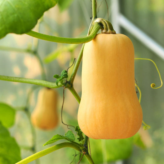 Butternut Squash Plant Starter