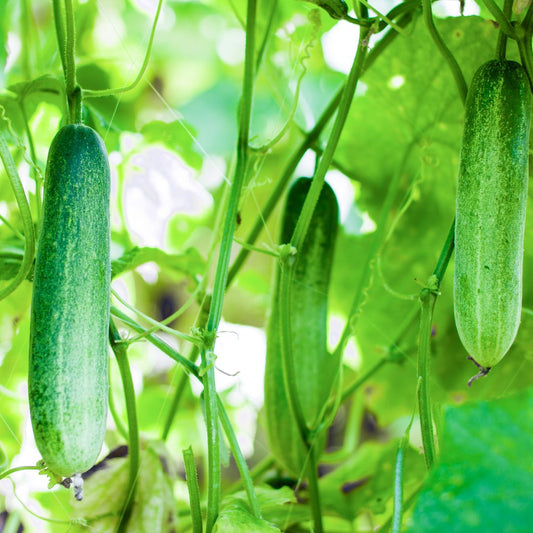Straight Eight Cucumber Plant Starter