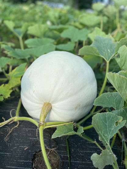 Heirloom Pumpkin Seeds