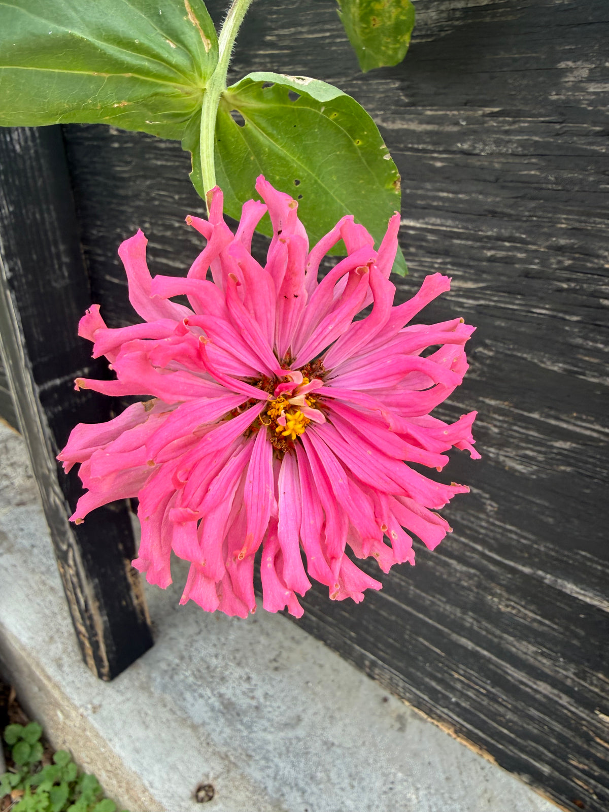 Zinnia Flower Seeds | Easy-Grow Cut Flowers | The Currie Roots