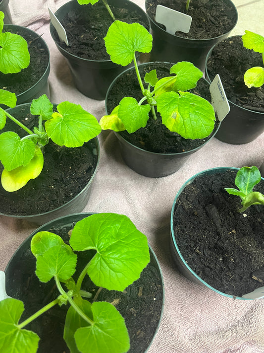 Zucchini Plant Starter | Black Beauty