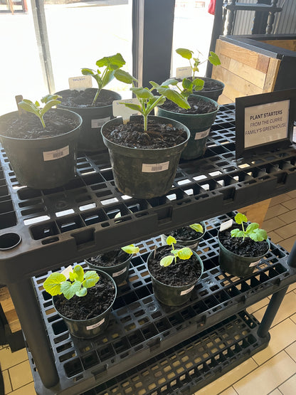 Zucchini Plant Starter | Black Beauty