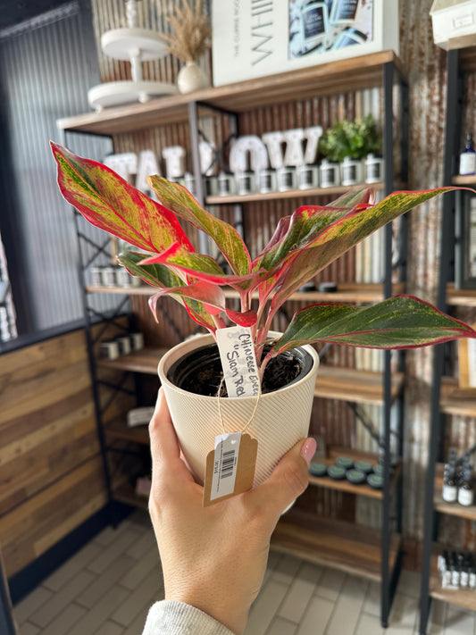 Indoor Plants | Sam's Plants
