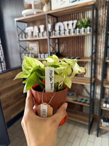 Indoor Plants | Sam's Plants