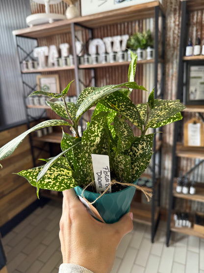Indoor Plants | Sam's Plants