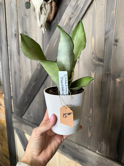 Indoor Plants | Sam's Plants
