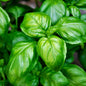 Basil Starter Plants