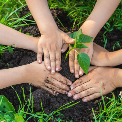 Zucchini Plant Starter | Black Beauty