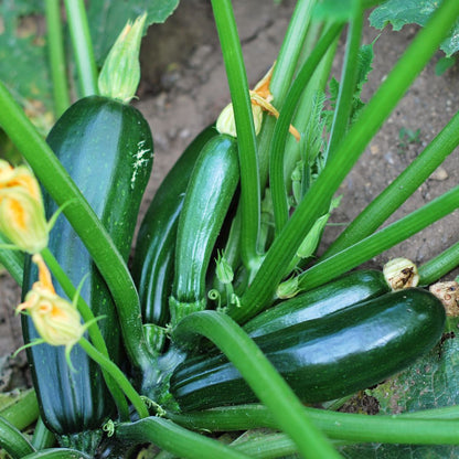 Zucchini Plant Starter | Black Beauty